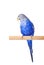 Budgie blue, on white background. Budgerigar in full growth