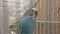 Budgie. blue and white parakeet enclosed in its cage