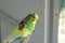 Budgie budgerigar in home aviary on a perch