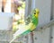 Budgie budgerigar on perch home aviary