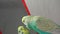 Budgie. a budgie parrot singing to Mirror. close up of an Australian parrot. closeup lovebird, Colorful parrot. love bird, birds,