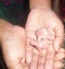 Budgie chicks on hand