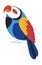 Budgie or colorful parakeet Australian parrot