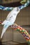 Budgie on colorful rope perch