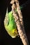 Budgie eating seed hanging upside down