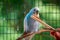 Budgie eating seeds off a stick at the zoo