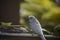 Budgie Feeding