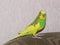 Budgie. A little talking bird.