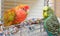 Budgie and lovebird parrots.