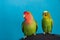 Budgie and lovebird sitting on the cage. Friendship between a parrots of different species