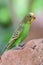 Budgie melopsittacus undulata