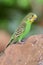 Budgie melopsittacus undulatus