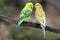 Budgie Pair