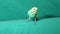 Budgie parrot. Budgie parrot on green background Budgie parrot isolated close up Australian parrot  closeup lovebird love bird, bi