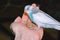 Budgie sitting on a palm of hand