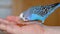 The budgie walks on the hand of its owner to eat food from his hands.