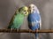 Budgies