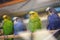 Budgies behind glass in a pet store, birds for sale in blue and green