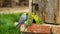 Budgies in decorative environment playing, eating and cuddling