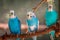 Budgies in an enclosure on a summer day at the John Ball Zoo in Grand Rapids Michigan