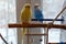 Budgies sit on poles near the cage