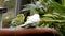 Budgies sitting together in small group