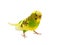 Budgies on a white background