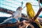 Budgies at the zoo on a summer day in a caged enclosure at the John Ball Zoo