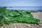Budleigh Salterton mother off cliff and rock with seaweeds. UK