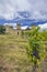 Budos castle (Chateau de Budos) in Sauternes wine region, Gironde departement, Aquitaine, France