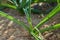 Buds of Allium cristophii  Persian onion or Star of Persia