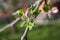 Buds apple tree, spring flowers, blooming time. seasonal. Nature wake up. Close up