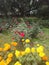 buds aster flower in the garden  Walpaper