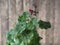 Buds of bard Terry geranium on a wooden rustic ancient background.Medicinal plant