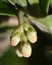Buds of bearberry - Arctostaphylos uva-ursi