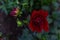 Buds beautiful perennial red dahlia flowers, sharp petals in a spiral, green bush in summer garden