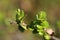 Buds of Betula nana, the Dwarf birch