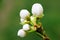 Buds of a blomming spring tree