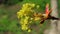 Buds bloom on the branches of the maple.