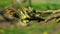 Buds bloom on the branches of the maple.