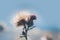 Buds of blooming thistles - carduus. Close up shot