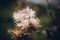 Buds of blooming thistles - carduus. Close up shot