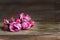 Buds and blossoming flowers of a pink teahouse, wooden background, place for text. Bright beautiful flowers for making aromatic