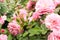 Buds and blossoms in  photograph of pink roses.