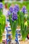 The buds of blue hyacinth, vertical. Fresh natural blue hyacinth flower in a pot in a greenhouse, opening a flower beginning
