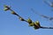 Buds on the branch cherry, blue sky