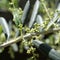 Buds on the branch of a young olive tree, close up