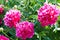 Buds bright pink peonies