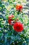 Buds of bright red autumn dahlia flowers among green leaves. Soft selective focus