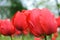 Buds bright red tulips Darwin Hybrids class on the meadow with green grass. Close up view.